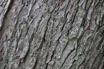 Tree bark