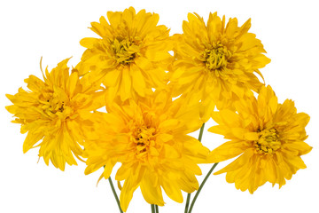 Naklejka premium bunch of yellow camomiles