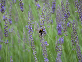 Lavendelbusch mit Hummel