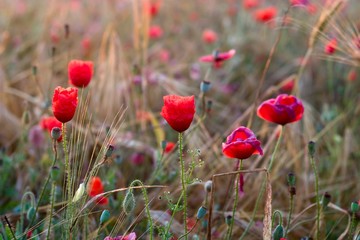 Obraz premium flowers