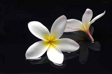 Crédence de cuisine en verre imprimé Frangipanier Tropical flower plumeria on black
