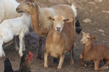 Ziege auf Gran Canaria