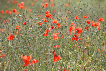 Mohn - Poppy