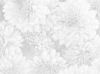 white flower background