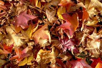 Autumn leaves on the forest floor