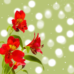 Bouquet of red colours photographed in studio