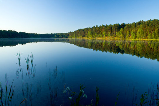 Summer landscape at the lake and forest with mirror reflection
