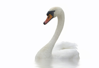 White swan.