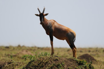 Topi (Damaliscus korrigum) at Masai Mara, Kenya