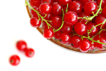 red currant