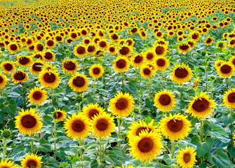 Field of sunflowers