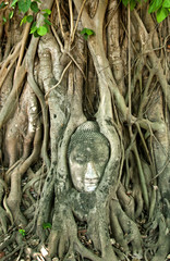 Buddha Head engulfed by tree roots in Ayuthaya, Thailand