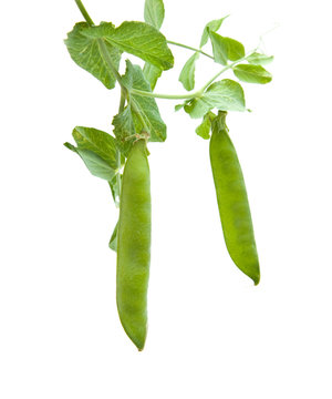 growing young green pea pods isolated on white background