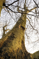 Gros platane d&eacute;pouill&eacute;