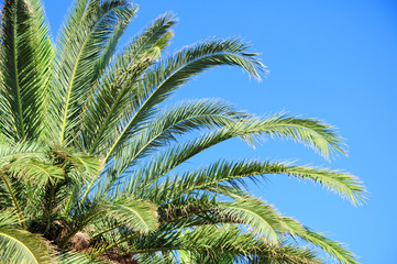 Fototapeta na wymiar palm foliage