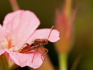 Plant bug in red flower