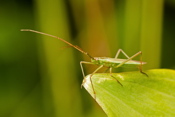 Common Green Capsid