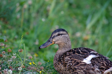 Mallard duck in the grass