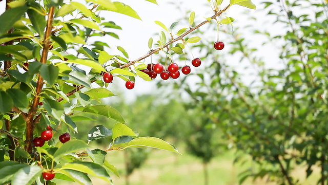Cherry-tree. Closeup