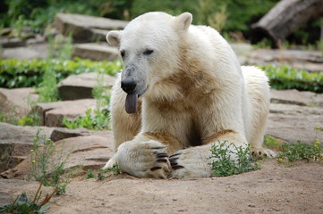 Eisbaer Knut Berlin