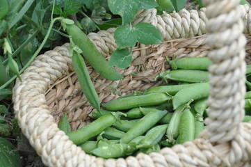 pois nain 'Merveille de Kelvedon'-03