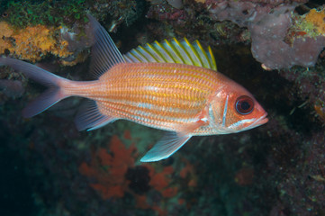Squirrelfish-Holocentrus adscensionis