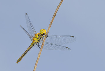 Libellule Orthérium