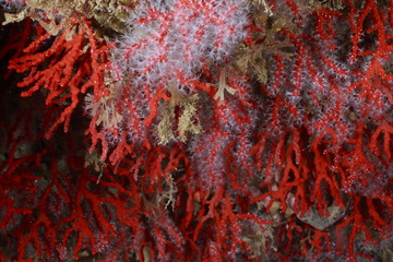 corallo rosso © marcodeepsub
