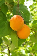 Abricot et feuilles