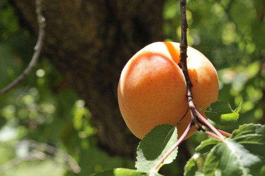 abricot sur arbre