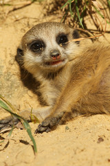 Fototapeta premium Baby meerkat
