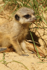 Baby meerkat