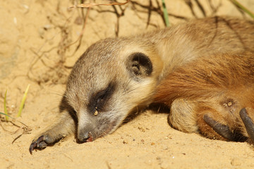 Baby meerkat sleeping