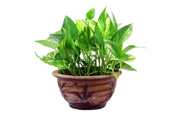 Pot plant