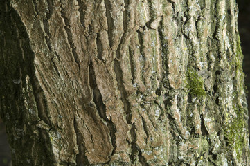 Nature background tree bark