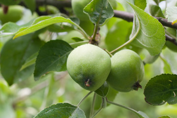 green apples