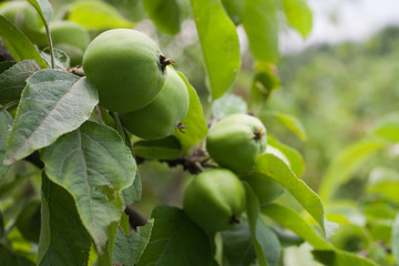 Obraz premium green apples