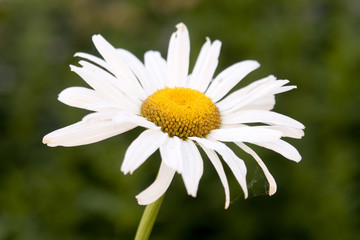 Obraz premium ilmax72_A1080