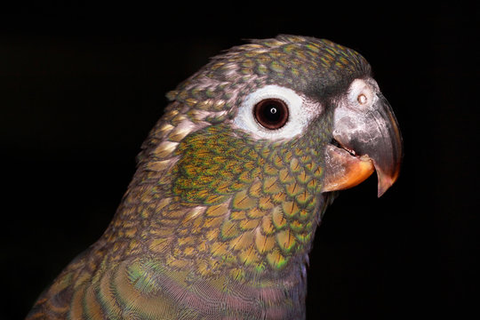 Pionus Parrot