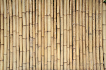 bamboo backgroung