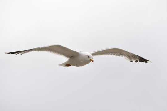 Gaviota volando sobre fondo blanco.