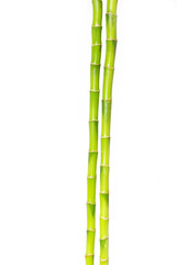 Naklejka premium bamboo