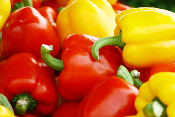 colorful pepper background