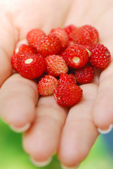 closeup view of a hand giving riped wild strawberries