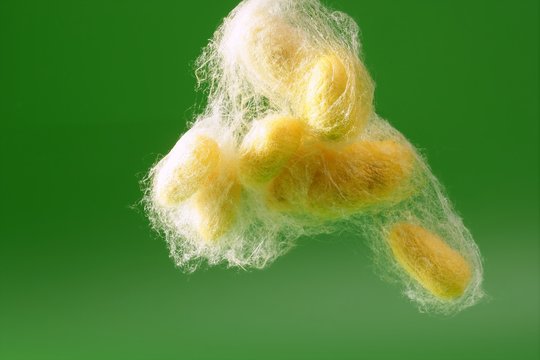 yellow silkworm cocoon over green