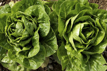 Obraz premium junger Kopfsalat