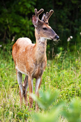 White Tail Buck Deer