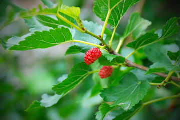 Mulberry berries ripen on a tree
