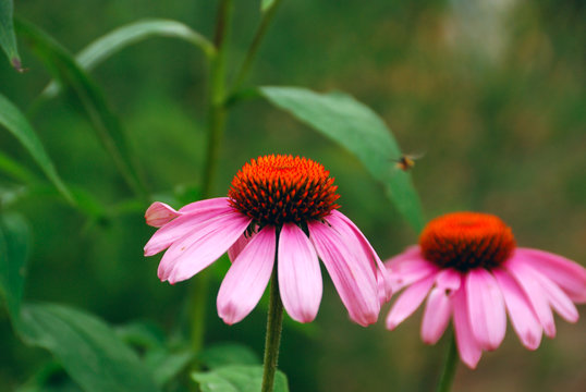 Two bright flowers of Echinacea