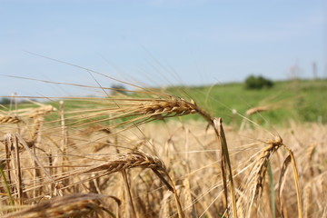 Fototapeta na wymiar хлебное поле